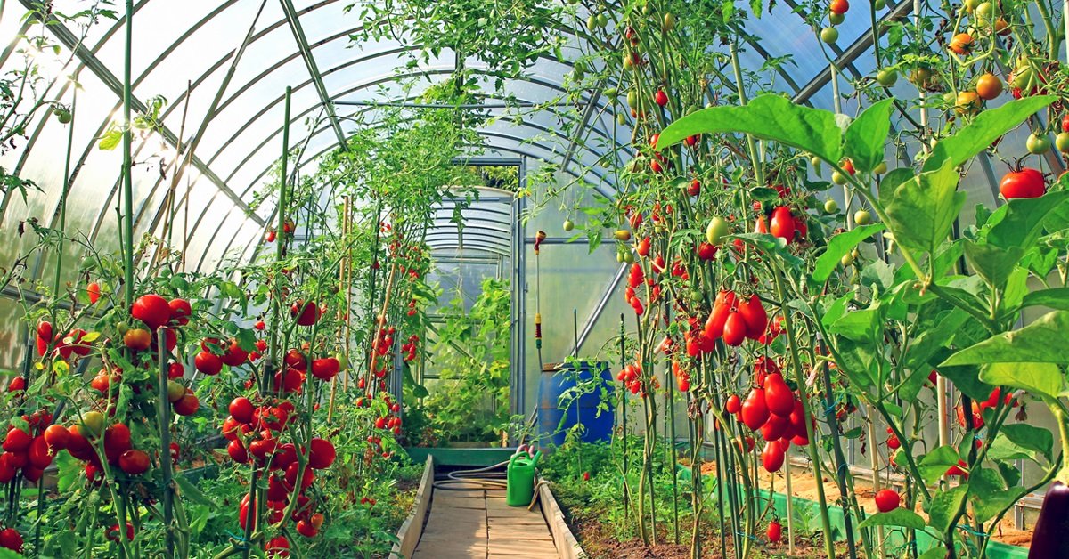 Какие лучше помидоры посадить в теплице